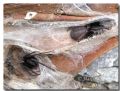 Segestria florentina